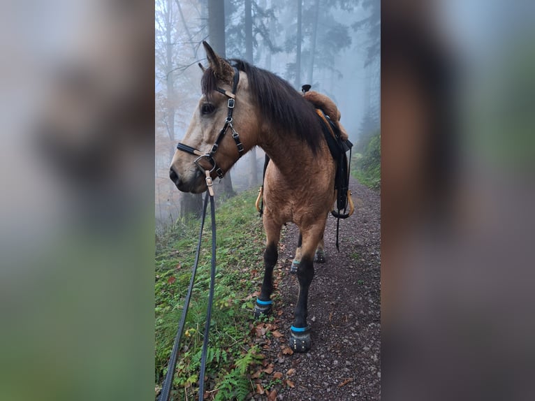 Connemara Mix Gelding 5 years 14,1 hh Dun in Seelbach