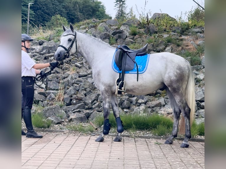 Connemara Gelding 5 years 14,1 hh Grey-Blue-Tan in Lisberg