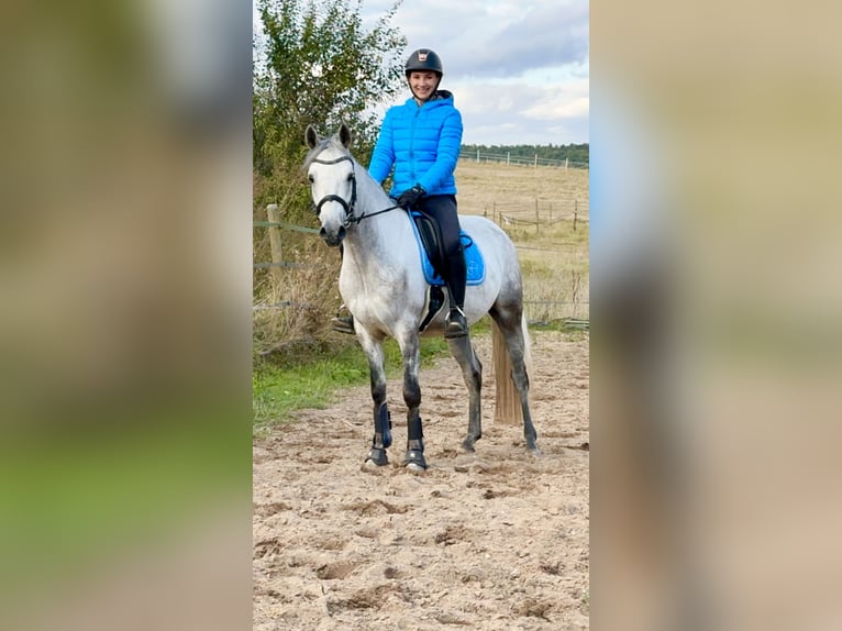 Connemara Gelding 5 years 14,1 hh Grey-Blue-Tan in Lisberg