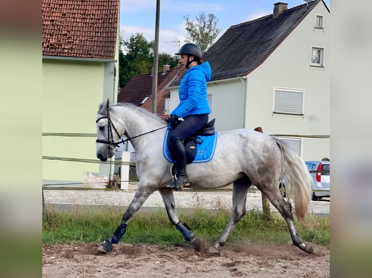 Connemara Gelding 5 years 14,1 hh Grey-Blue-Tan in Lisberg