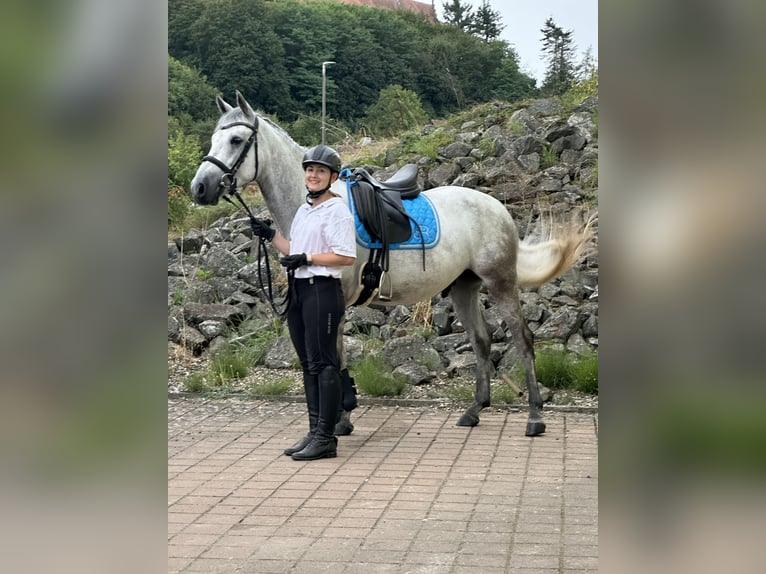 Connemara Gelding 5 years 14,1 hh Grey-Blue-Tan in Lisberg