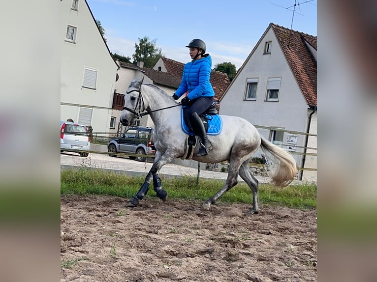 Connemara Gelding 5 years 14,1 hh Grey-Blue-Tan in Lisberg