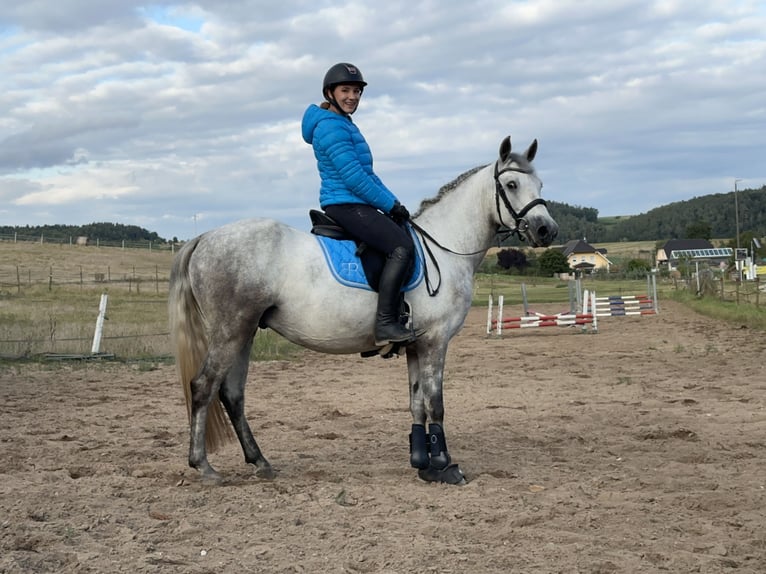 Connemara Gelding 5 years 14,1 hh Grey-Blue-Tan in Lisberg