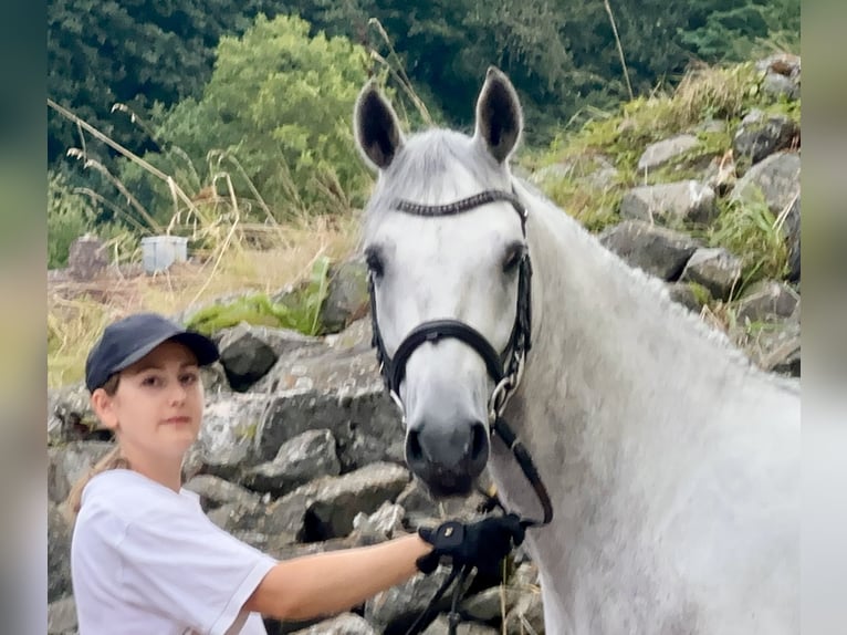 Connemara Gelding 5 years 14,1 hh Grey-Blue-Tan in Lisberg