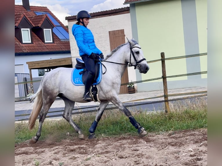 Connemara Gelding 5 years 14,1 hh Grey-Blue-Tan in Lisberg