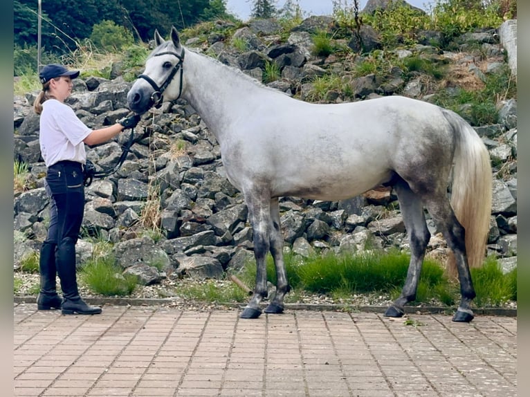 Connemara Gelding 5 years 14,1 hh Grey-Blue-Tan in Lisberg