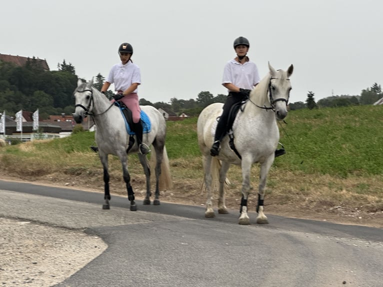 Connemara Gelding 5 years 14,1 hh Grey-Blue-Tan in Lisberg