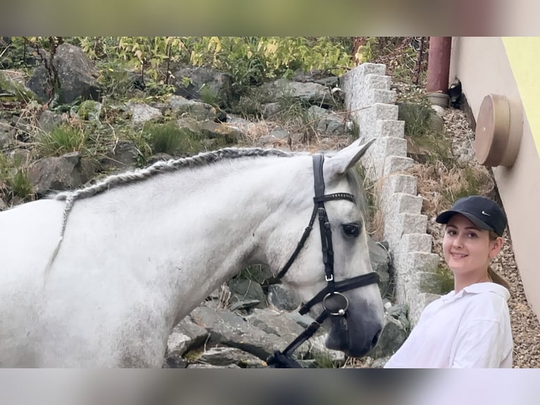 Connemara Gelding 5 years 14,1 hh Grey-Blue-Tan in Lisberg