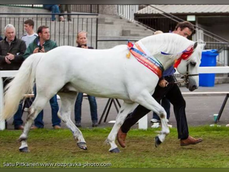 Connemara Gelding 5 years 14,1 hh Grey-Blue-Tan in Lisberg