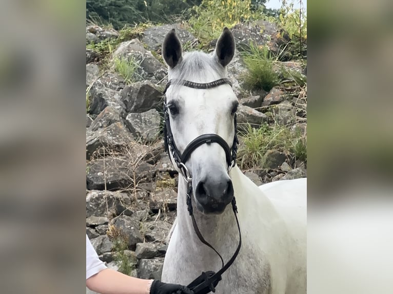 Connemara Gelding 5 years 14,1 hh Grey-Blue-Tan in Lisberg