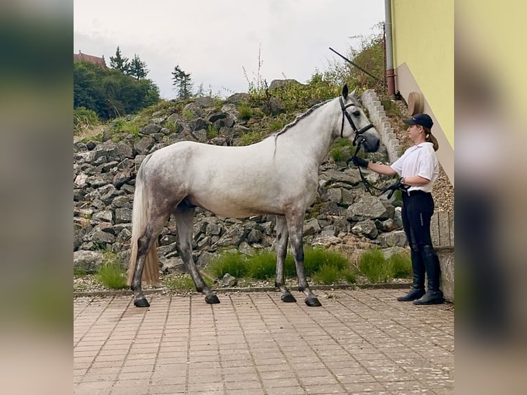 Connemara Gelding 5 years 14,1 hh Grey-Blue-Tan in Lisberg