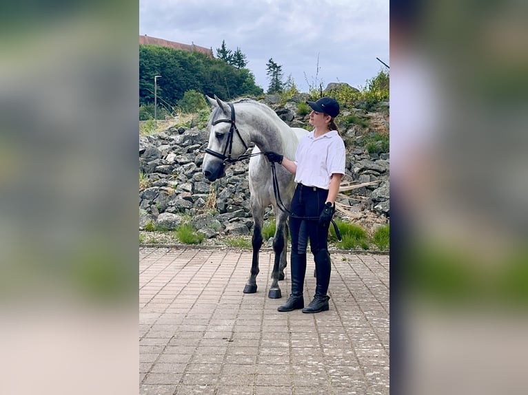 Connemara Gelding 5 years 14,1 hh Grey-Blue-Tan in Lisberg