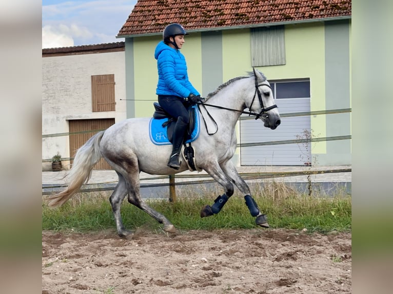 Connemara Gelding 5 years 14,1 hh Grey-Blue-Tan in Lisberg