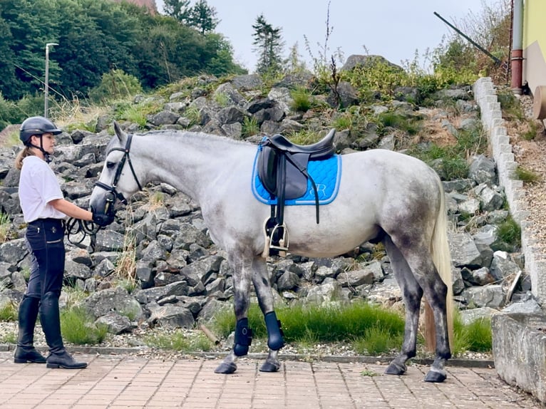 Connemara Gelding 5 years 14,1 hh Grey-Blue-Tan in Lisberg