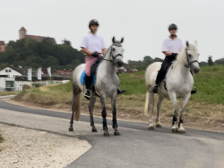 Connemara Gelding 5 years 14,1 hh Grey-Blue-Tan in Lisberg