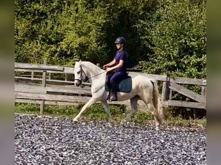 Connemara Gelding 5 years 14,1 hh Grey in PriesendorfLisberg