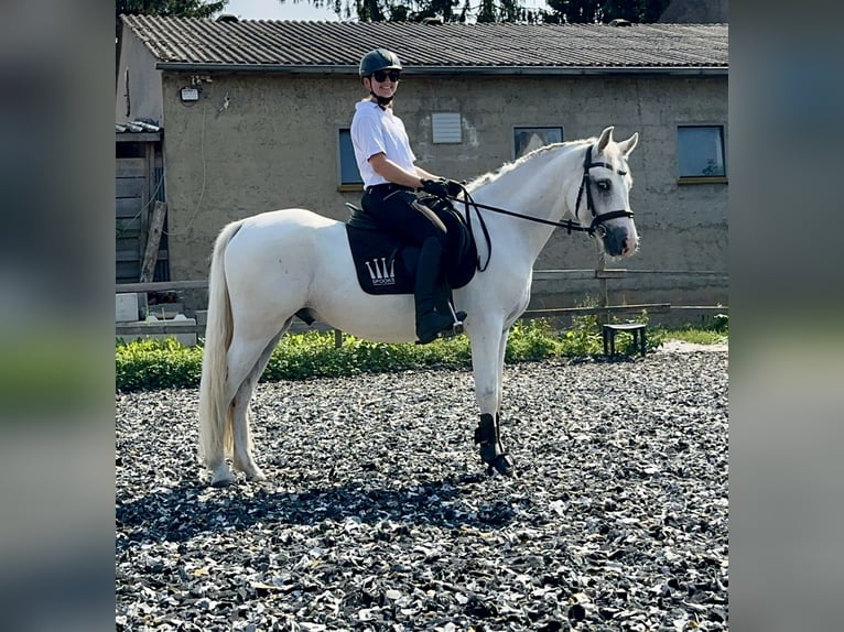 Connemara Gelding 5 years 14,1 hh Grey in PriesendorfLisberg