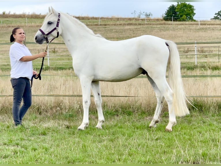 Connemara Gelding 5 years 14,1 hh Grey in PriesendorfLisberg