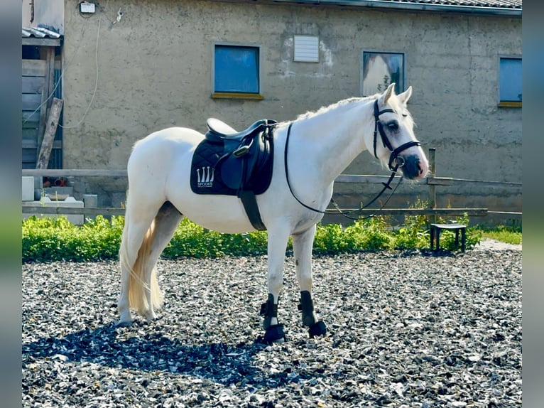 Connemara Gelding 5 years 14,1 hh Grey in PriesendorfLisberg