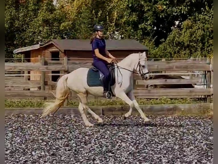 Connemara Gelding 5 years 14,1 hh Grey in PriesendorfLisberg