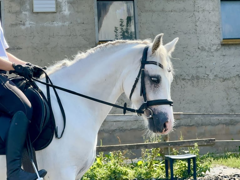 Connemara Gelding 5 years 14,1 hh Grey in PriesendorfLisberg