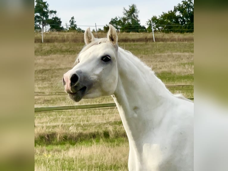 Connemara Gelding 5 years 14,1 hh Grey in PriesendorfLisberg