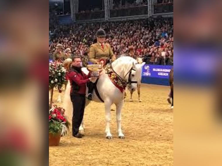 Connemara Gelding 5 years 14,1 hh Grey in PriesendorfLisberg