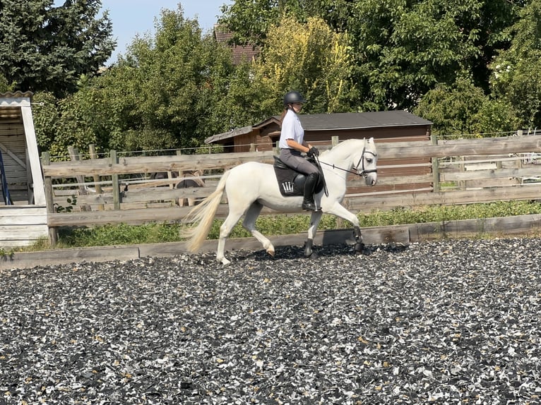 Connemara Gelding 5 years 14,1 hh Grey in PriesendorfLisberg