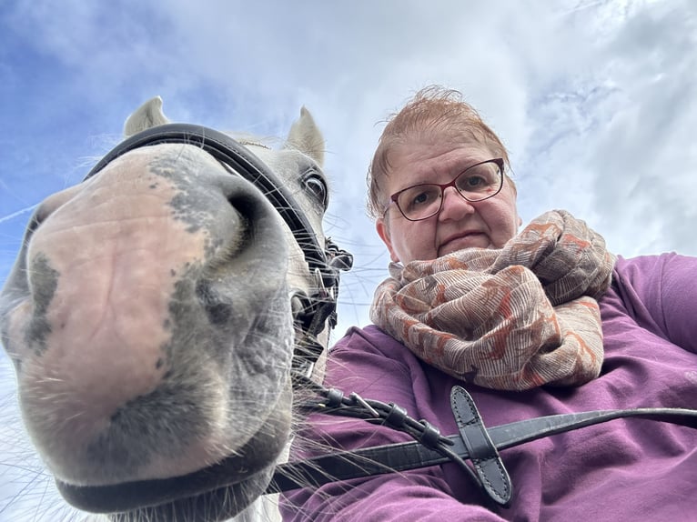 Connemara Gelding 5 years 14,1 hh Grey in PriesendorfLisberg