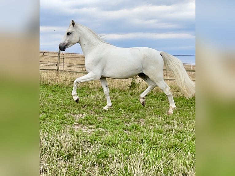 Connemara Gelding 5 years 14,1 hh Grey in PriesendorfLisberg