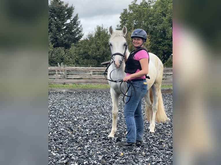 Connemara Gelding 5 years 14,1 hh Grey in PriesendorfLisberg