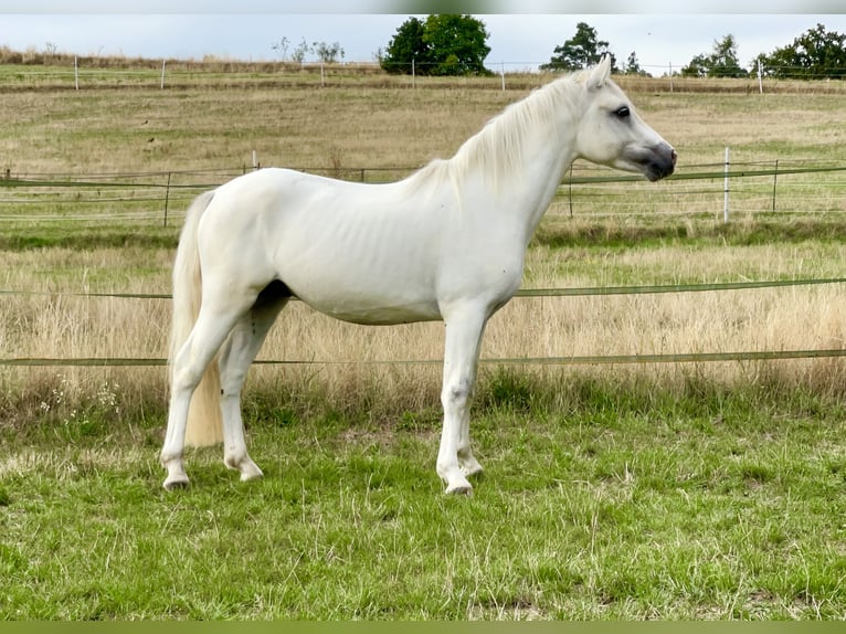 Connemara Gelding 5 years 14,1 hh Grey in PriesendorfLisberg