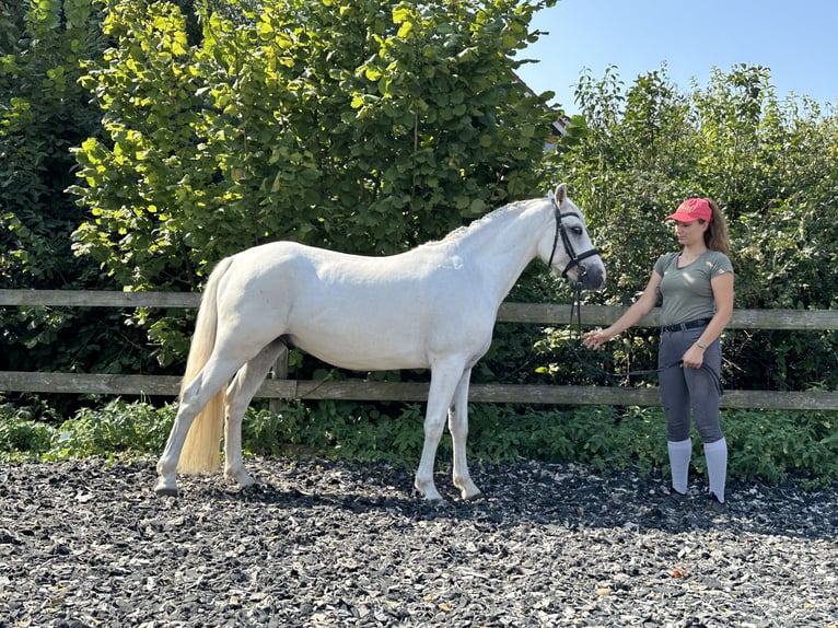 Connemara Gelding 5 years 14,1 hh Grey in PriesendorfLisberg
