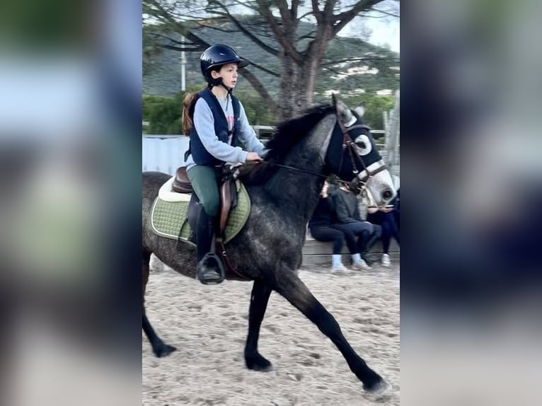Connemara Gelding 5 years 14,1 hh Grey in Cavalaire-sur-Mer