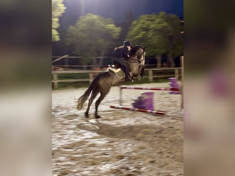 Connemara Gelding 5 years 14,1 hh Grey in Cavalaire-sur-Mer