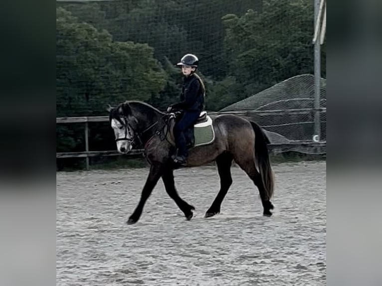 Connemara Gelding 5 years 14,1 hh Grey in Cavalaire-sur-Mer