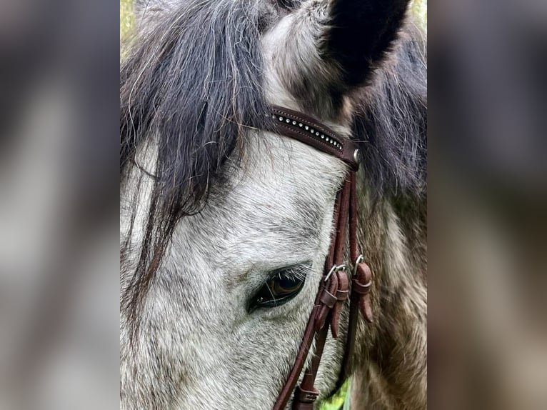 Connemara Gelding 5 years 14,1 hh Grey in Cavalaire-sur-Mer
