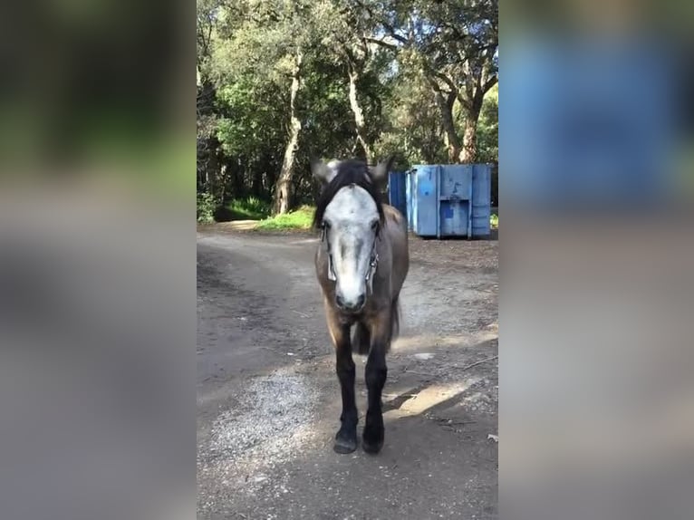 Connemara Gelding 5 years 14,1 hh Grey in Cavalaire-sur-Mer