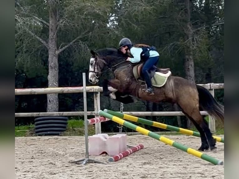 Connemara Gelding 5 years 14,1 hh Grey in Cavalaire-sur-Mer