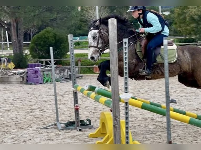 Connemara Gelding 5 years 14,1 hh Grey in Cavalaire-sur-Mer