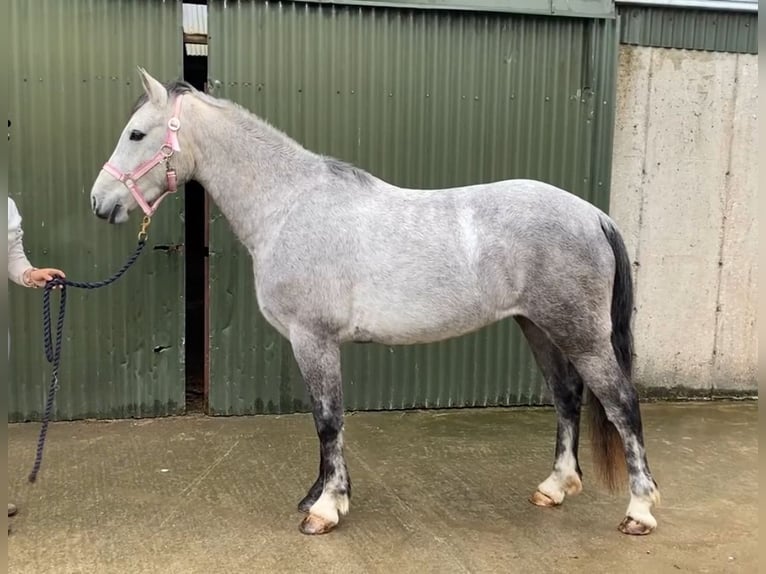 Connemara Gelding 5 years 14,1 hh Grey in Sligo