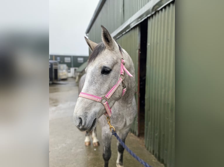 Connemara Gelding 5 years 14,1 hh Grey in Sligo