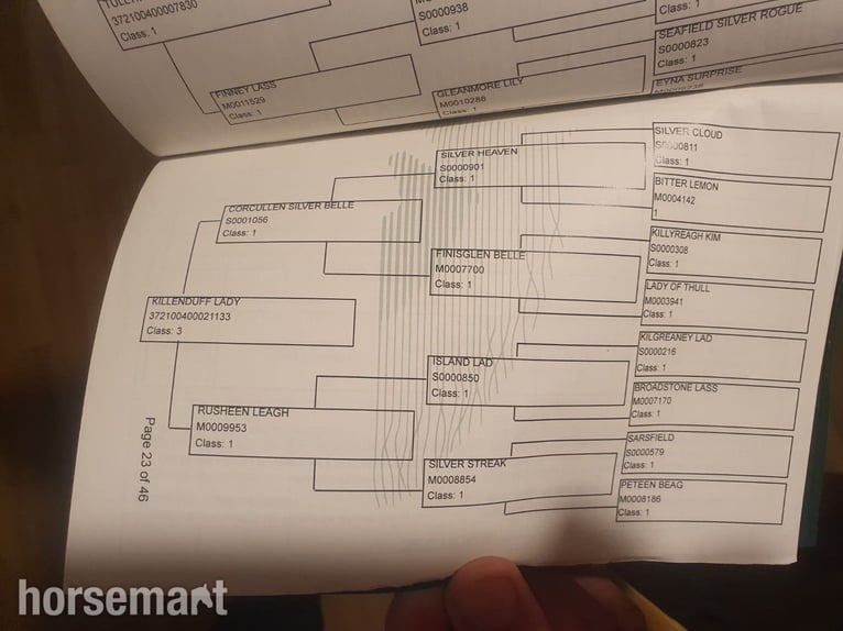 Connemara Gelding 5 years 14,2 hh Dun in Mayo