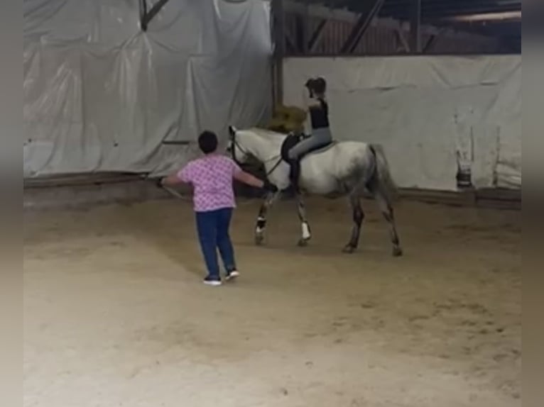 Connemara Gelding 5 years 14,2 hh Grey-Dapple in Lisberg