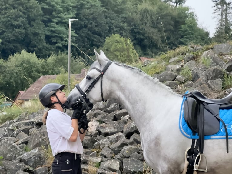 Connemara Gelding 5 years 14,2 hh Grey-Dapple in Lisberg