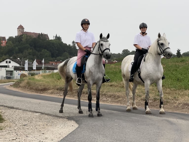 Connemara Gelding 5 years 14,2 hh Grey-Dapple in Lisberg