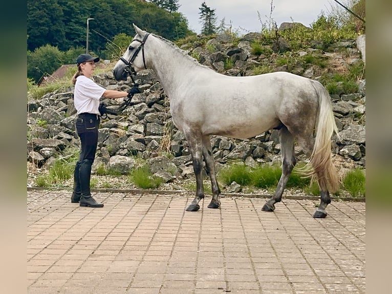 Connemara Gelding 5 years 14,2 hh Grey-Dapple in Lisberg