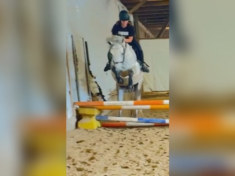 Connemara Gelding 5 years 14,2 hh Grey-Dapple in Lisberg