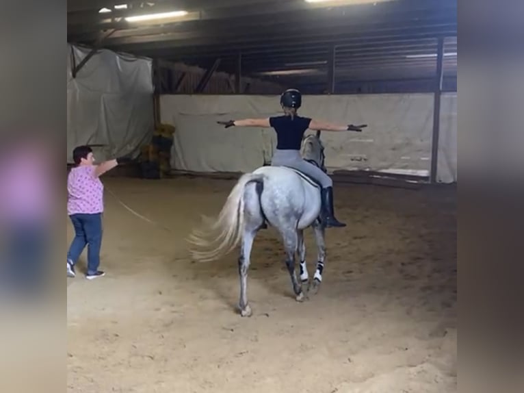 Connemara Gelding 5 years 14,2 hh Grey-Dapple in Lisberg
