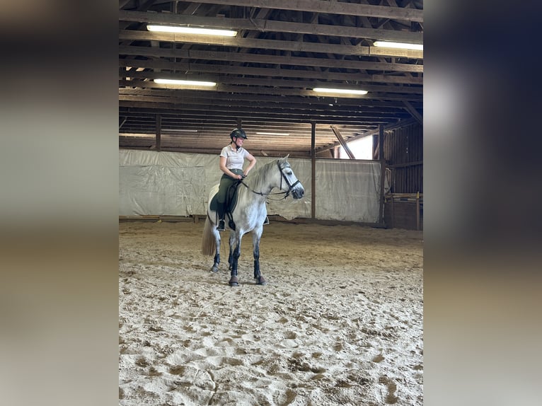 Connemara Gelding 5 years 14,2 hh Grey-Dapple in Lisberg